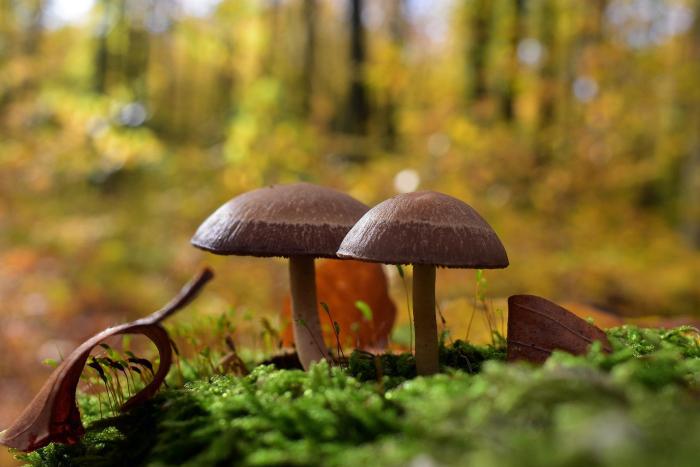 Otrava houbami: Zásadní kroky k záchraně života
