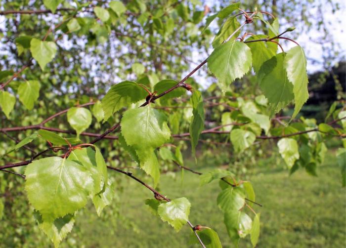 Proti jarní únavě: sedmikráska, pampeliška, popenec, bříza…